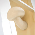 Mushroom Resin Plug - in Wall Lamp