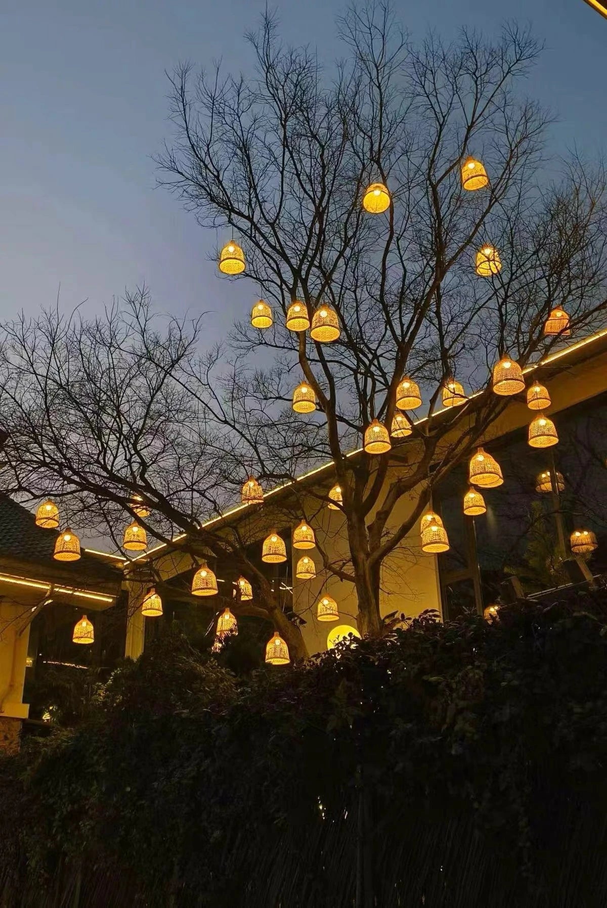 Outdoor hanging lights in trees and under the eaves